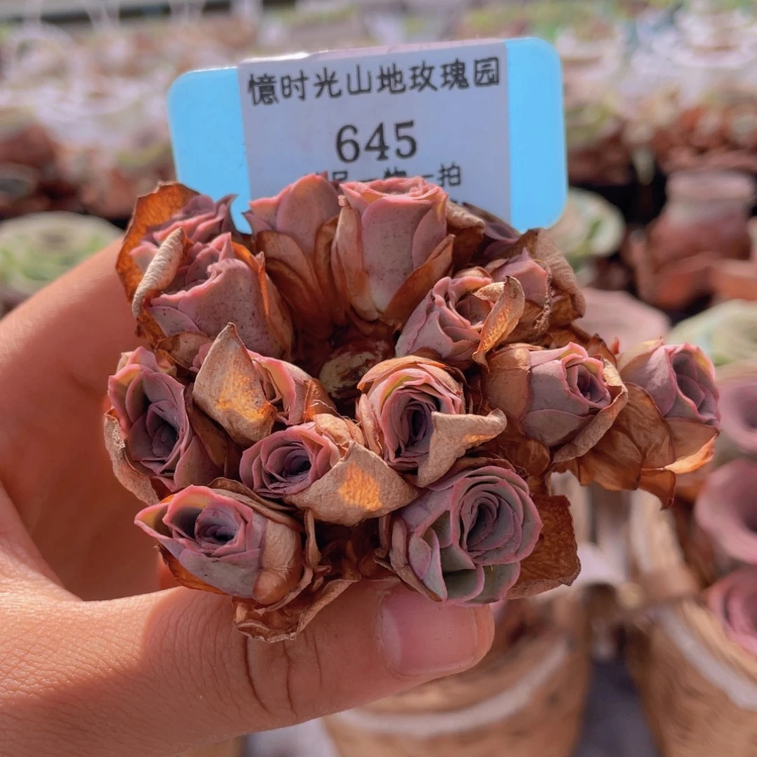 山地玫瑰645断枝不包损不售后