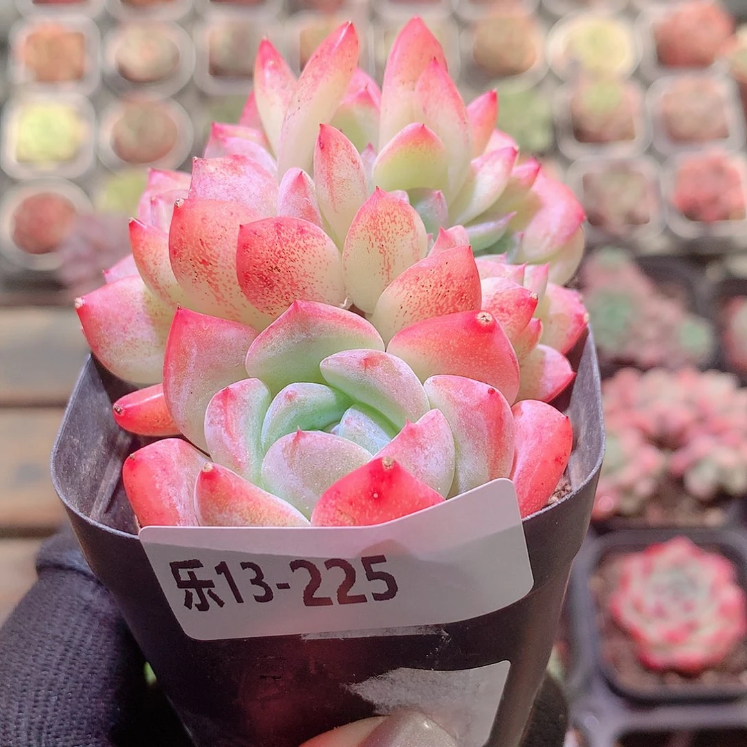 乐然13-225 冰糖缀化