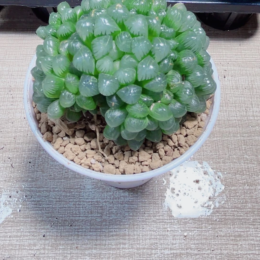 粉姬玉露多肉植物6666