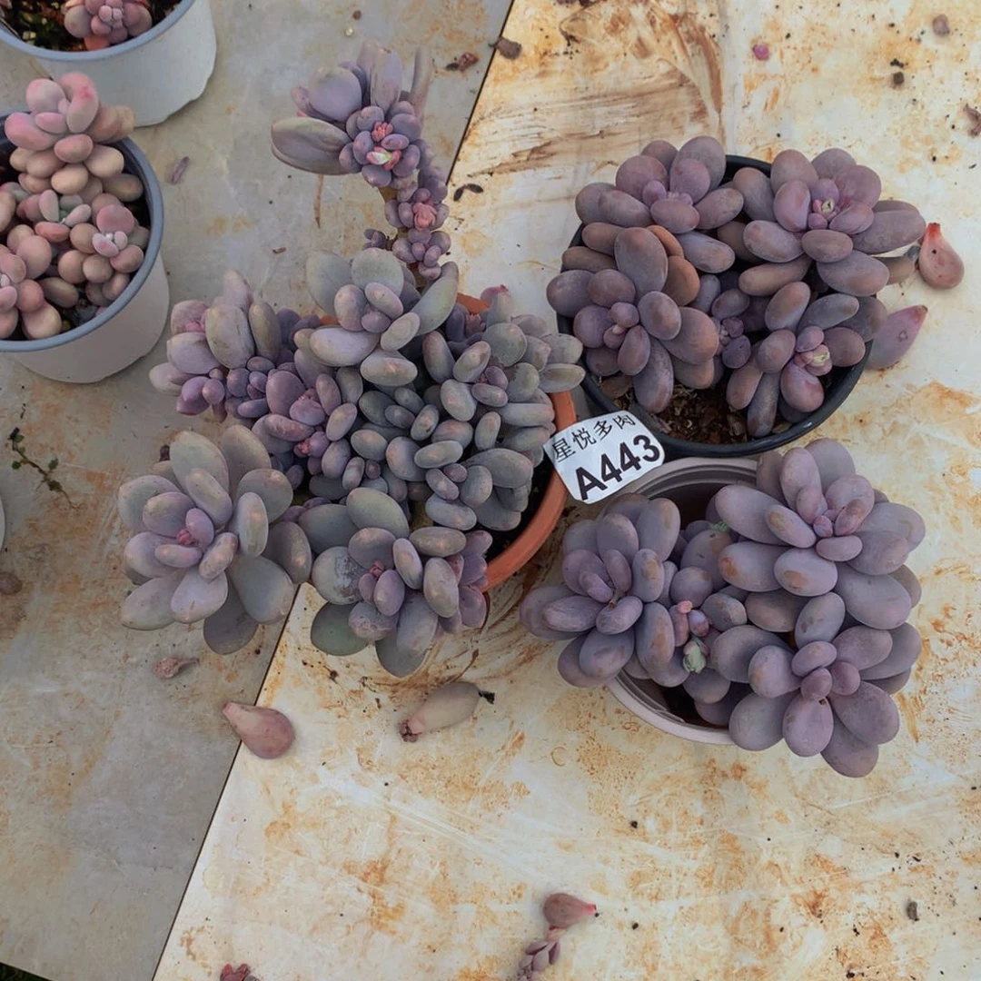 *‍****屋悦多网        A443