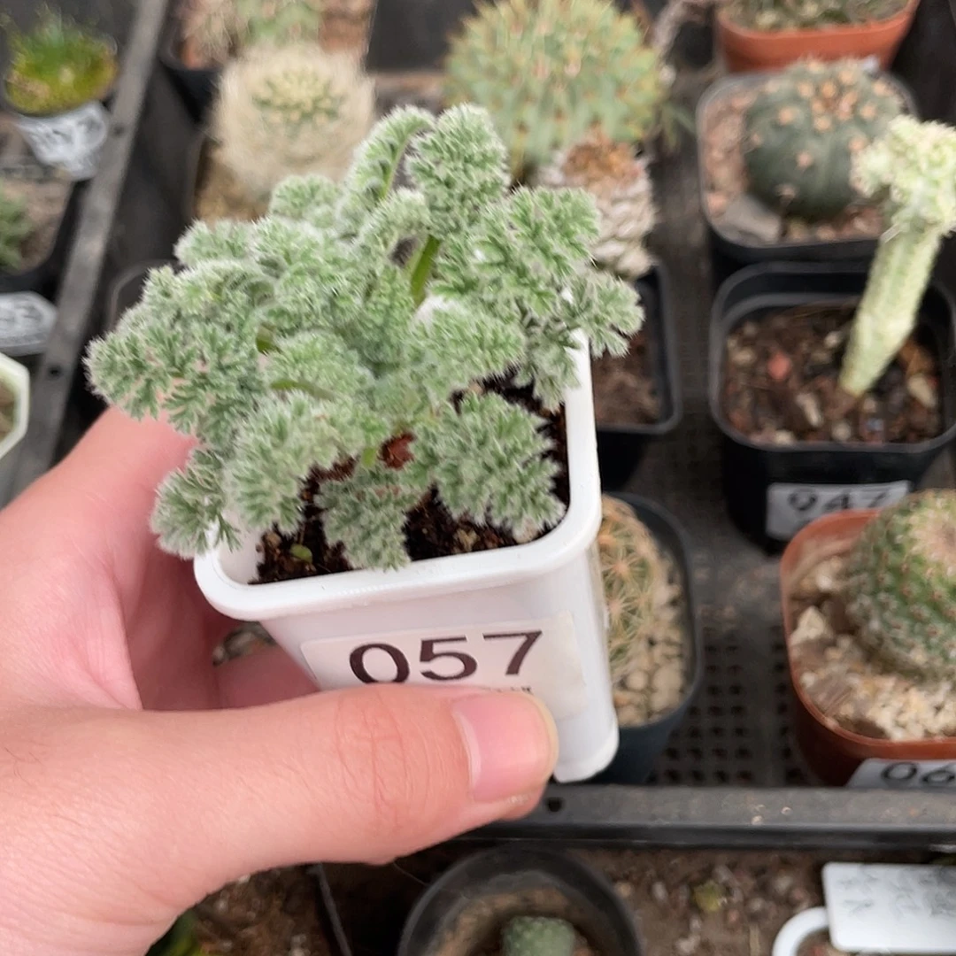 57羽叶洋葵（满18包邮）