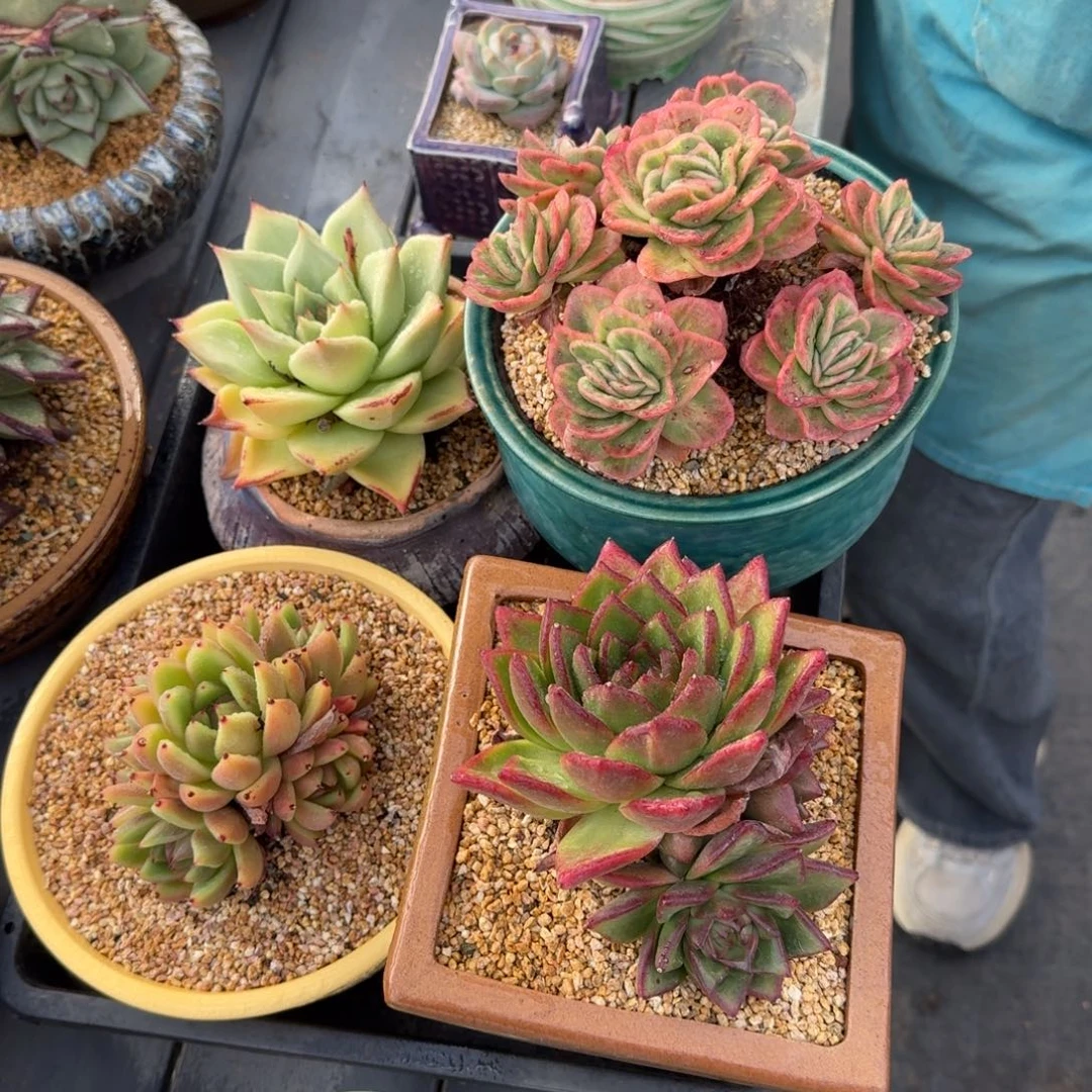 从前慢多肉精选编号1014.48