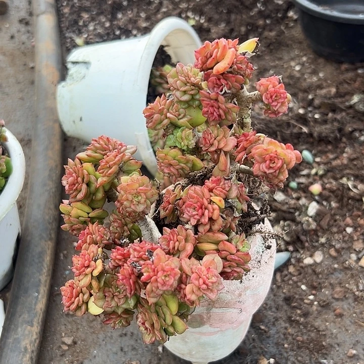 180杯啦牡丹6.8。