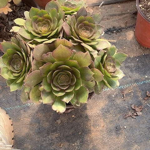 1551万圣节多肉法师