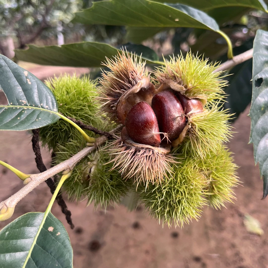 板栗迁西头茬鲜新栗子鲜栗子生栗子