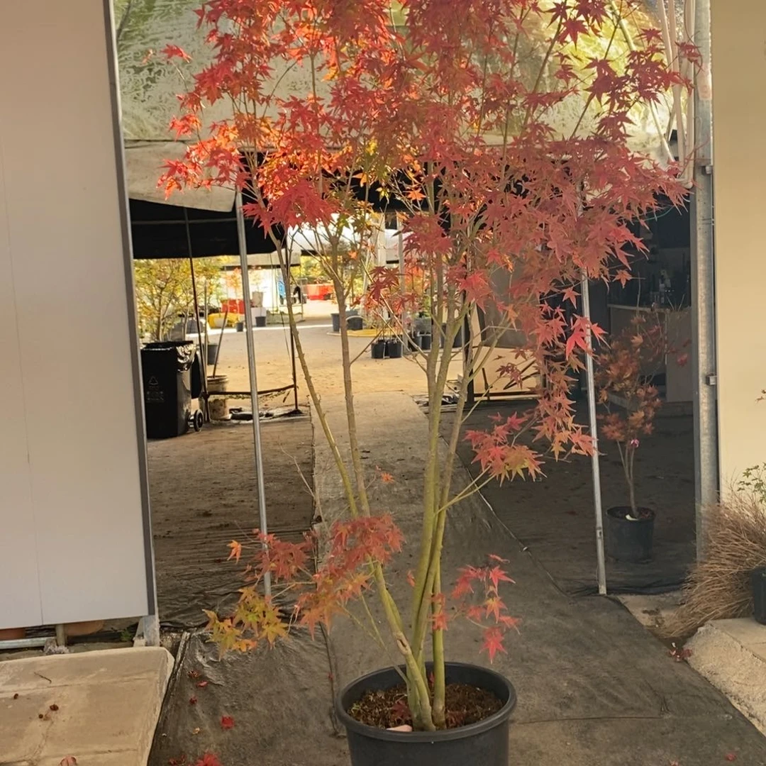 阳***光完全开放茜空一物一拍