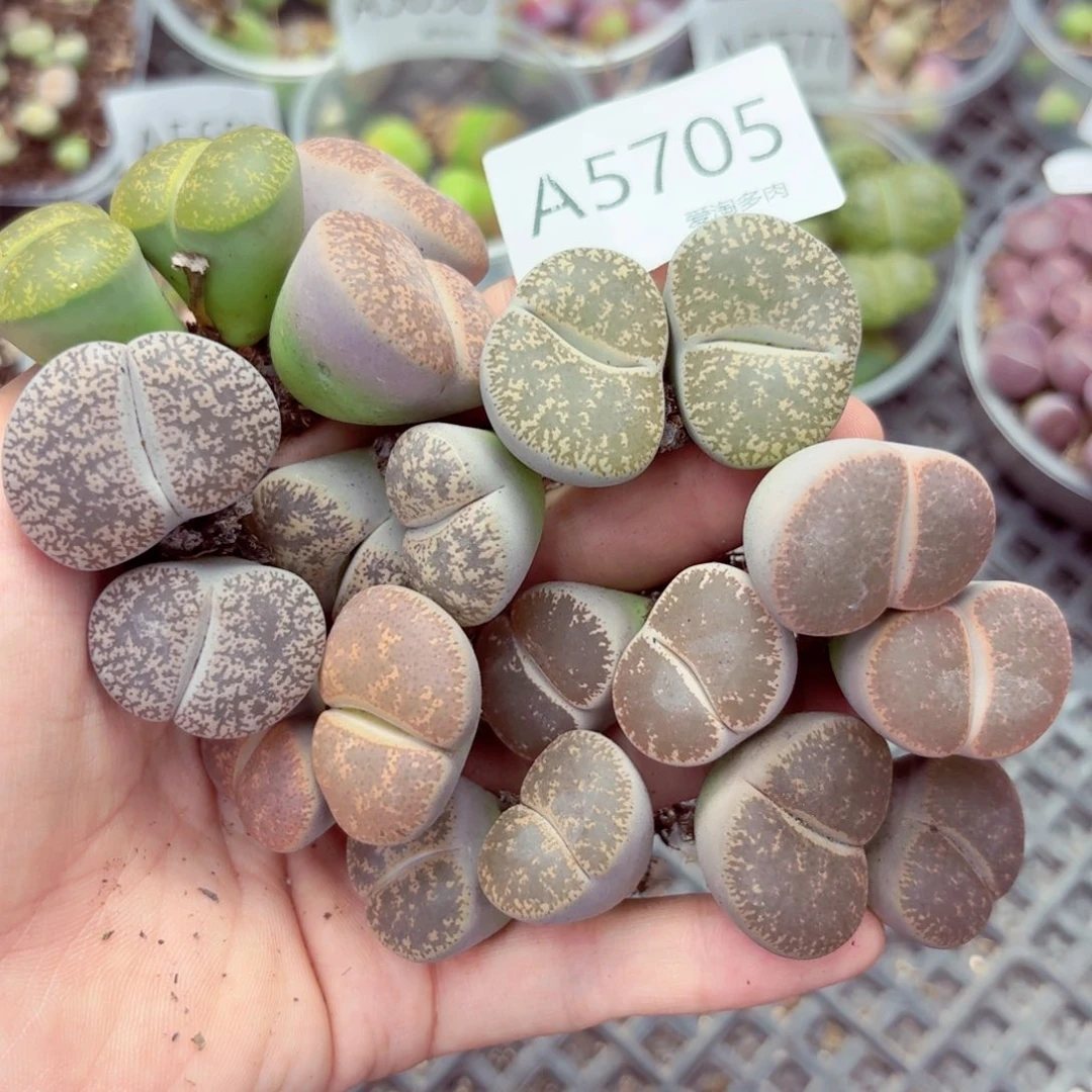 5705—生石花 生石花