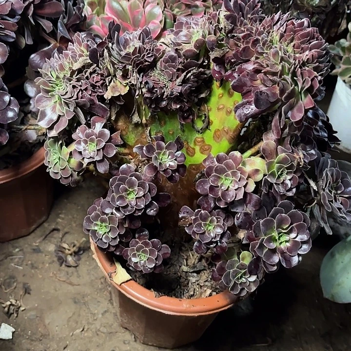 多肉植物欧紫缀58