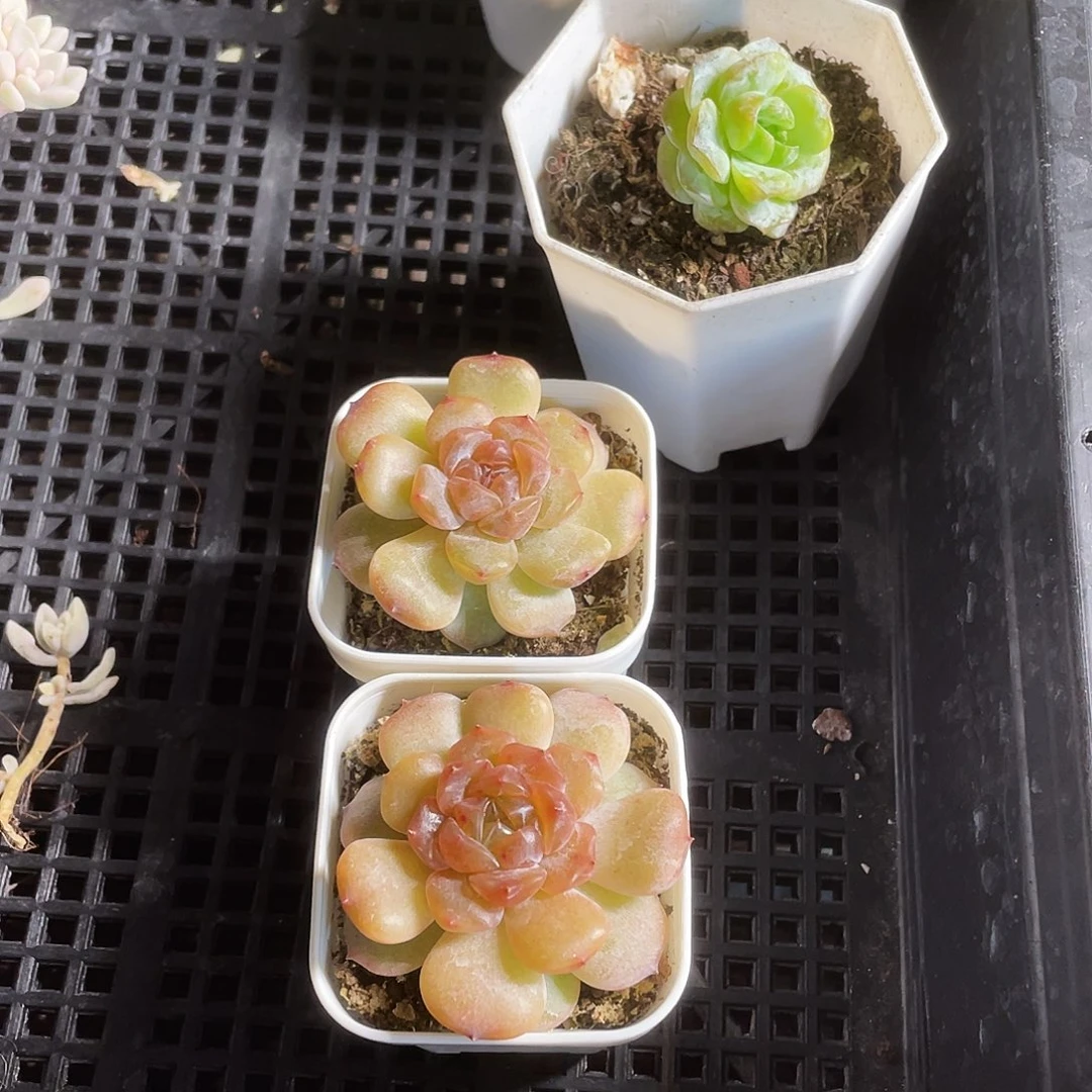 红恋盆一个满25包邮