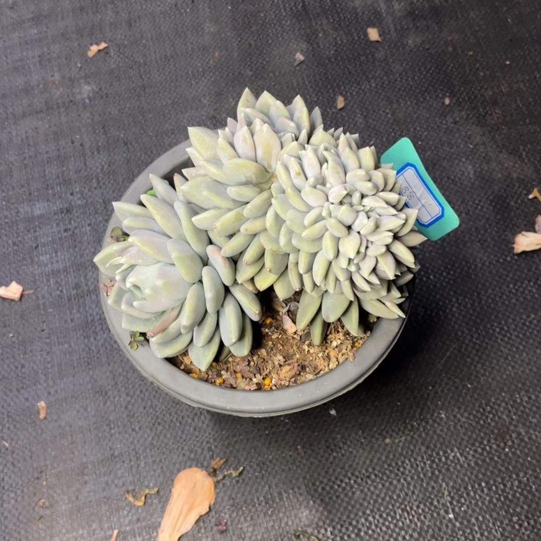 玉小雨多肉胖美人缀化玉