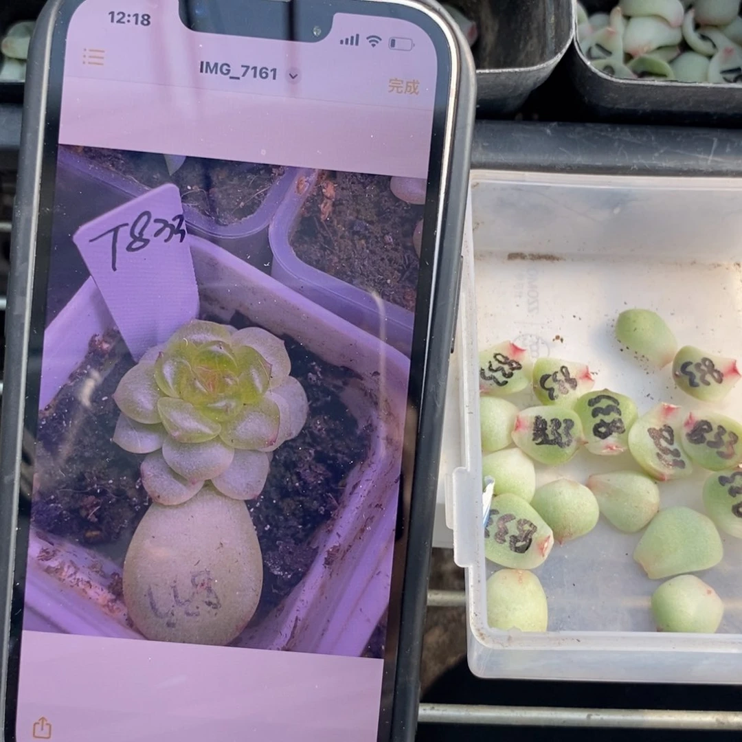 甜心833叶片一个