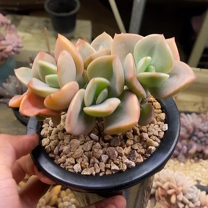 用****6多肉植物一物一拍