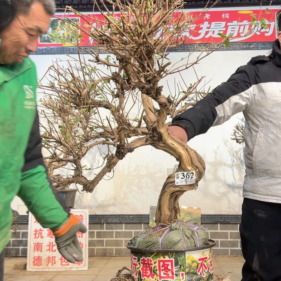 无花朵金银花5588855588885885