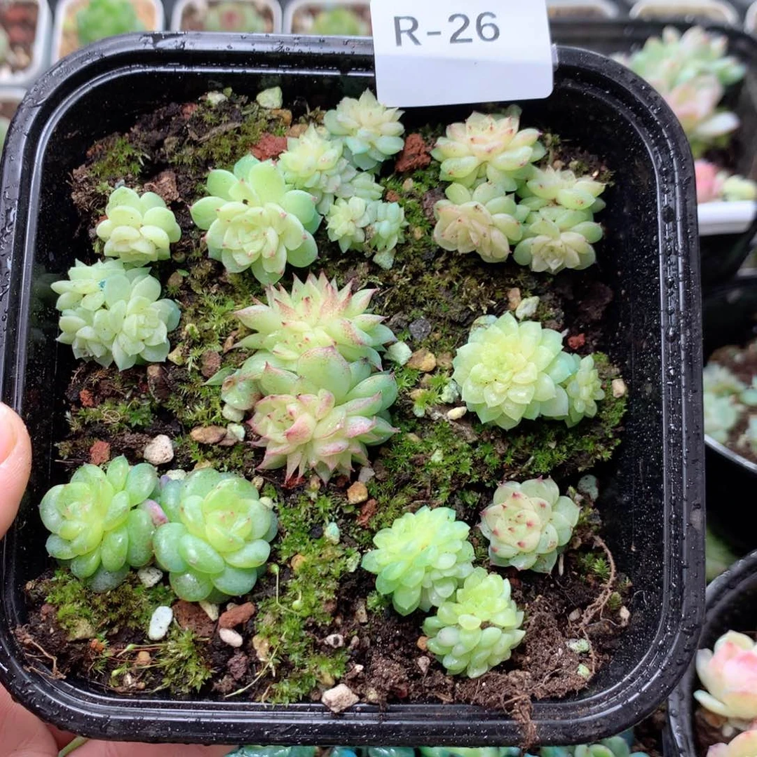 无花朵R26英语英语