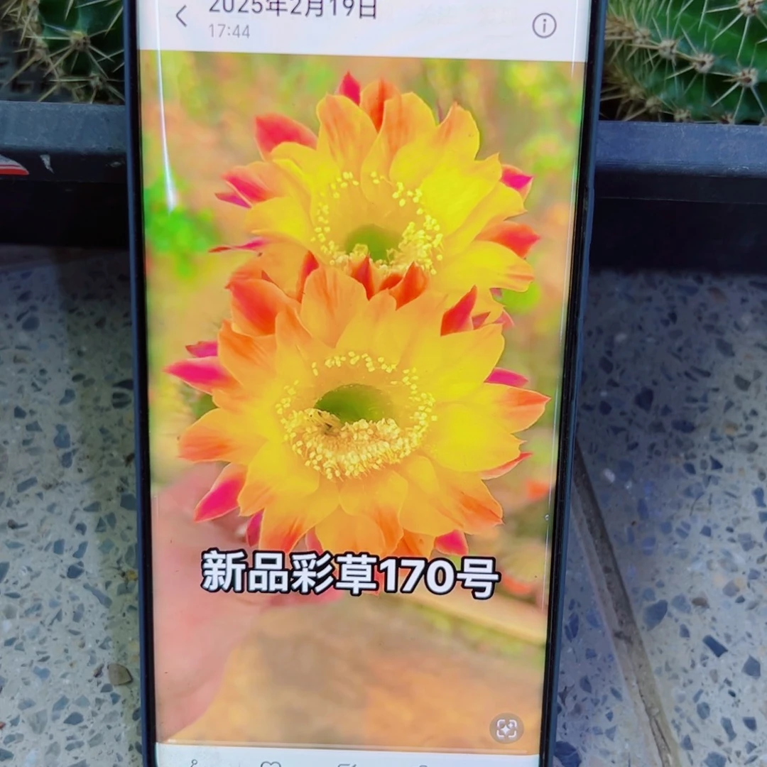 下115彩草170 歪无根侧芽4公分左右20包邮