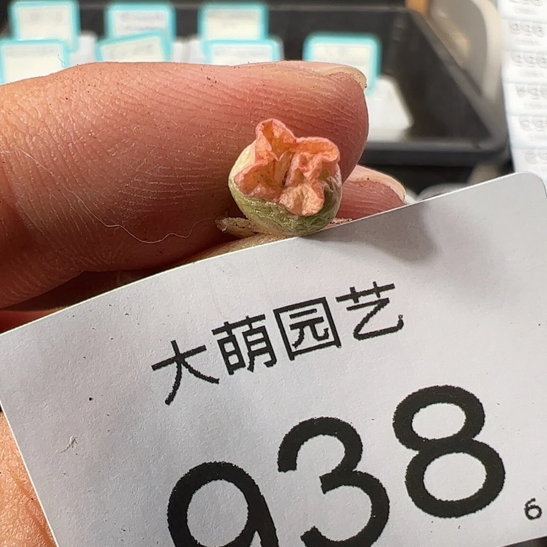 0000938 一物一拍……