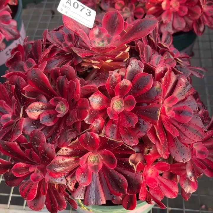 073美杜莎25厘米左右