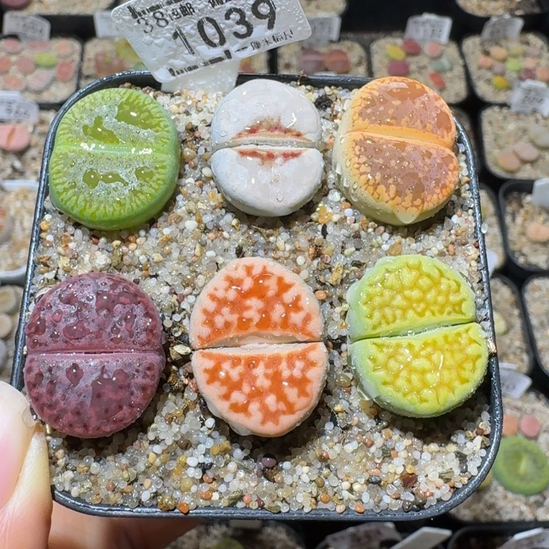 Sss清仓出了清清清1039