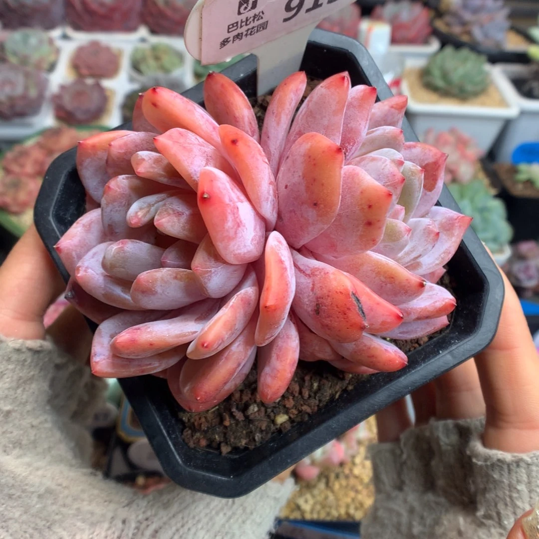 913双头梦露多肉植物