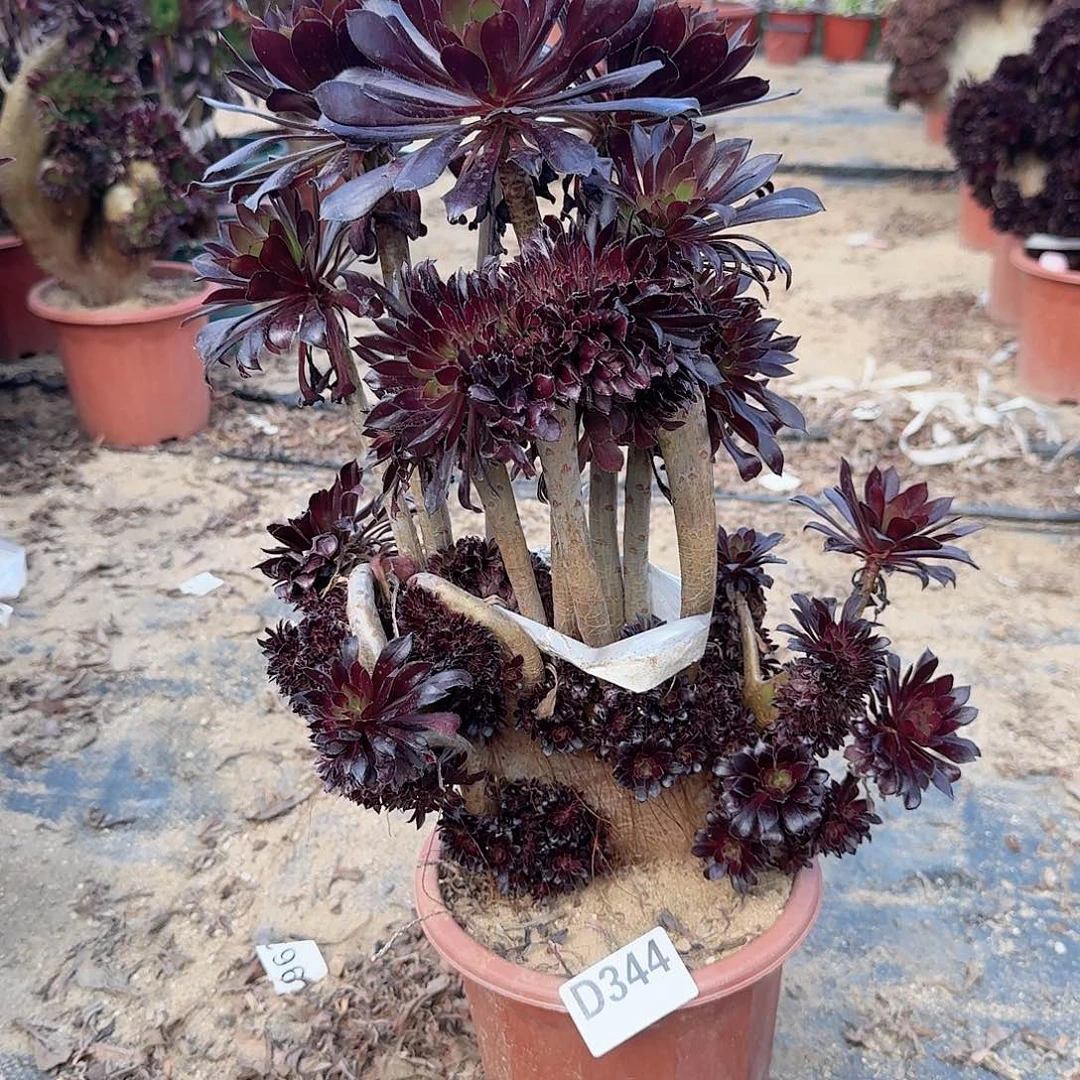 344黑法师一颗呀呀