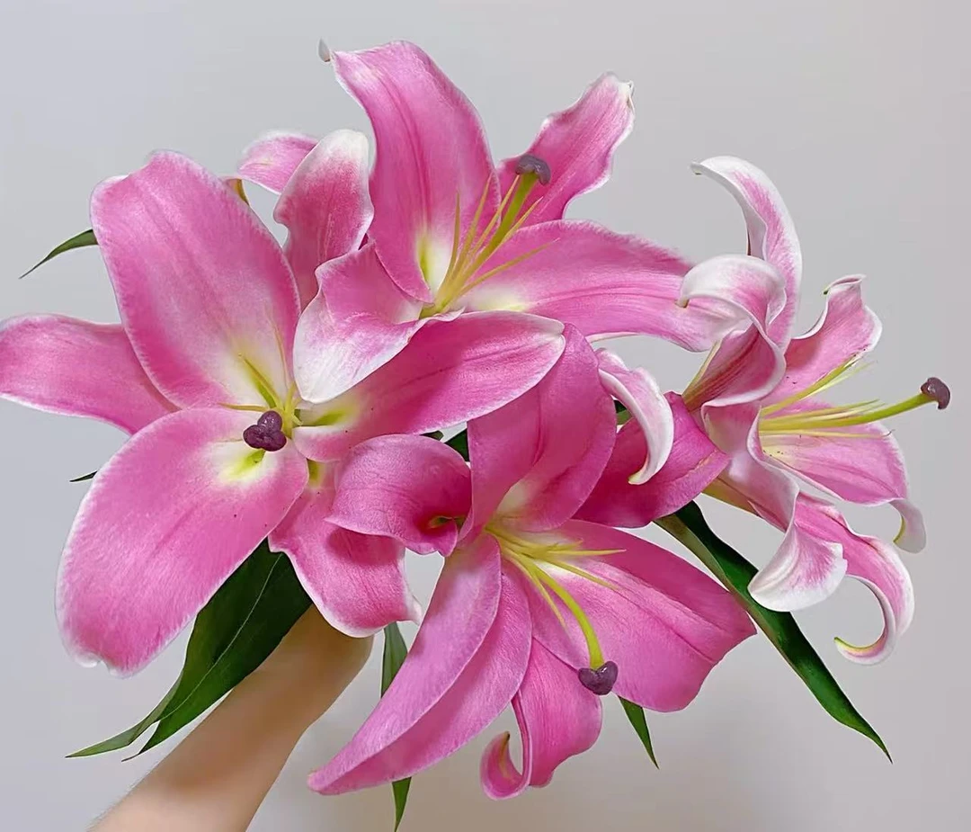 普拉芬多香水百合云南鲜花 两单包邮 生鲜产品拒收不售后