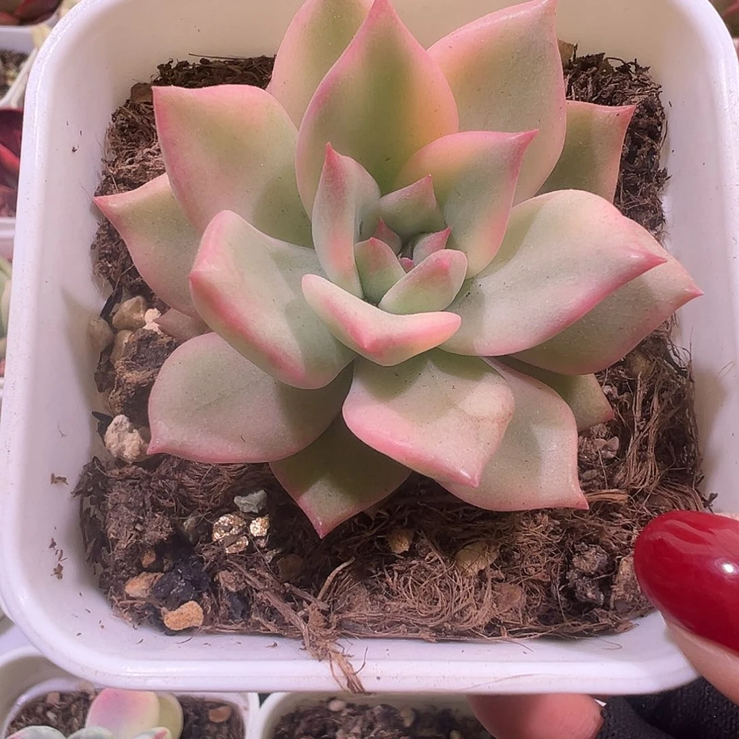 过*多肉植物多肉植物