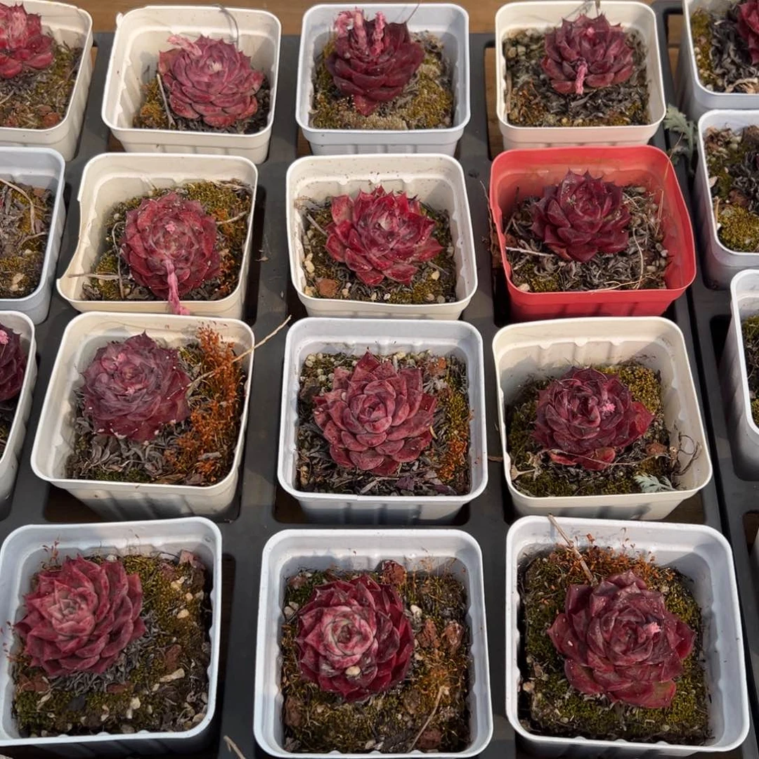 小海螺，福利多多！