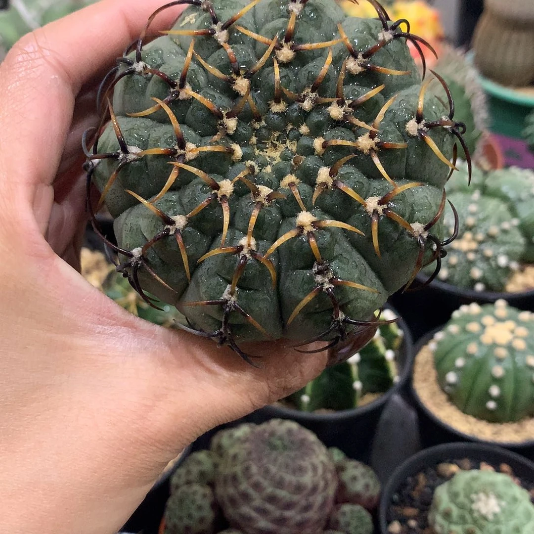 福利实生根怪龙丸仙人球