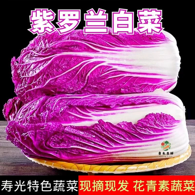 红白菜紫罗兰白菜花青素蔬菜紫白菜娃娃菜网红菜
