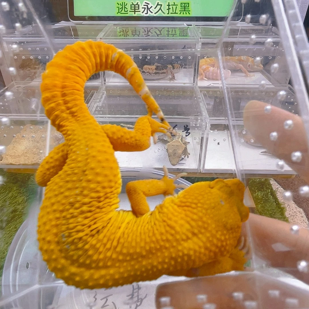 豹纹守宫守宫高考可爱迷人