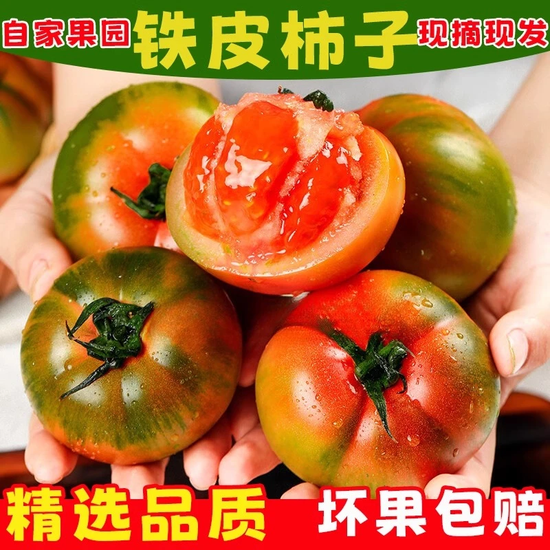 农家自种碱地铁皮西红柿草莓柿子自然熟生吃多汁新鲜当季绿腚番茄