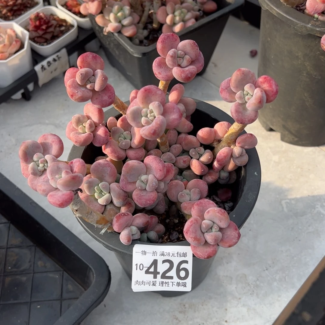 红洛神多肉多肉多肉多肉多肉多肉