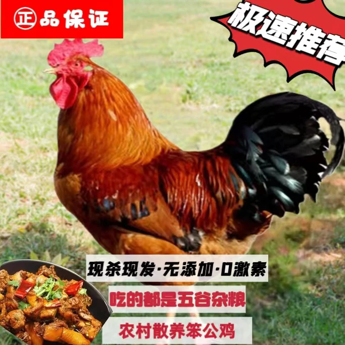 东北农村散养小笨鸡土鸡公鸡大公鸡