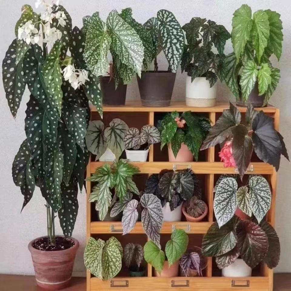 热植竹节秋海棠盆栽耐热好养室内桌面四季常青观叶绿植