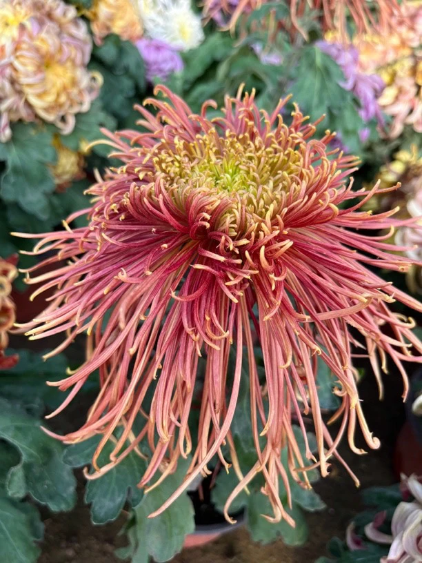 奇彩灵光，九月大菊，穴盘苗