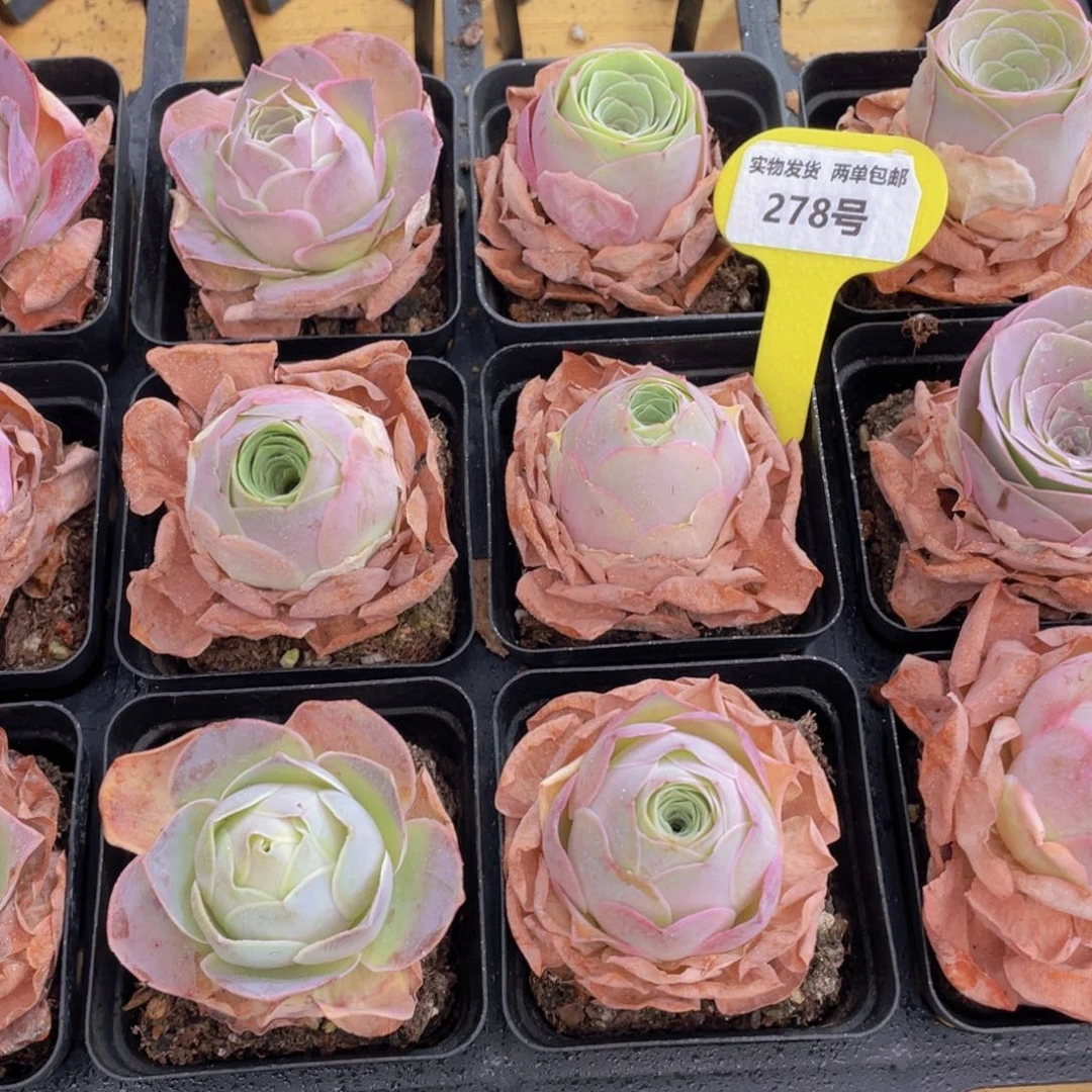 278号 精品山地玫瑰单头一个