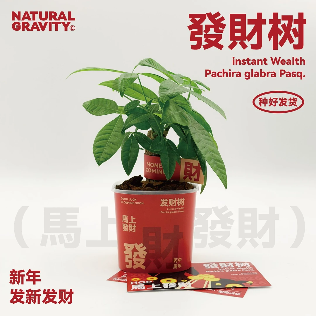 自然引力- 马上发财树新年礼物桌面盆栽四季常青办公桌创意绿植