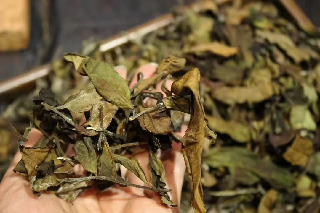 【无量山荒野白茶】2025 古树白茶散茶