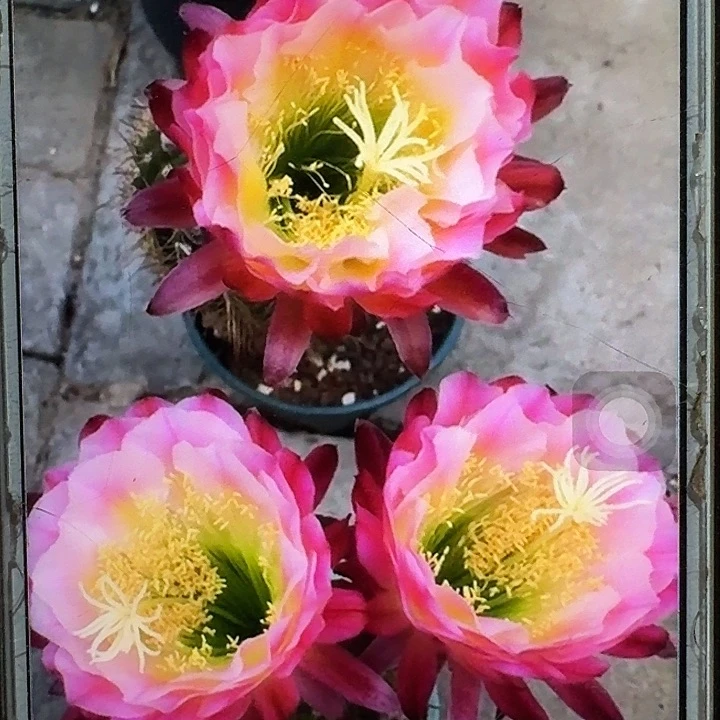 茉莉带根高8公分毛花柱