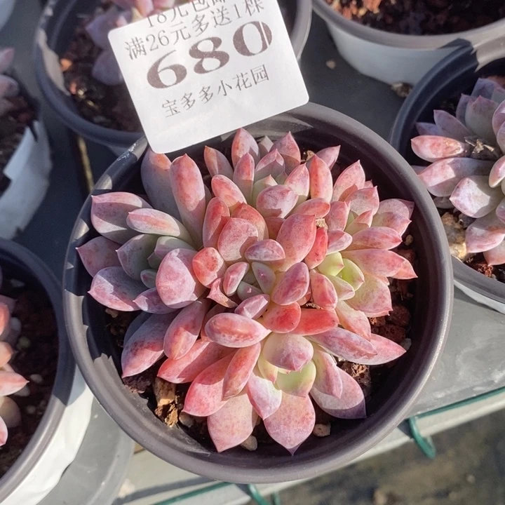 680号六头橙梦露群一物一拍