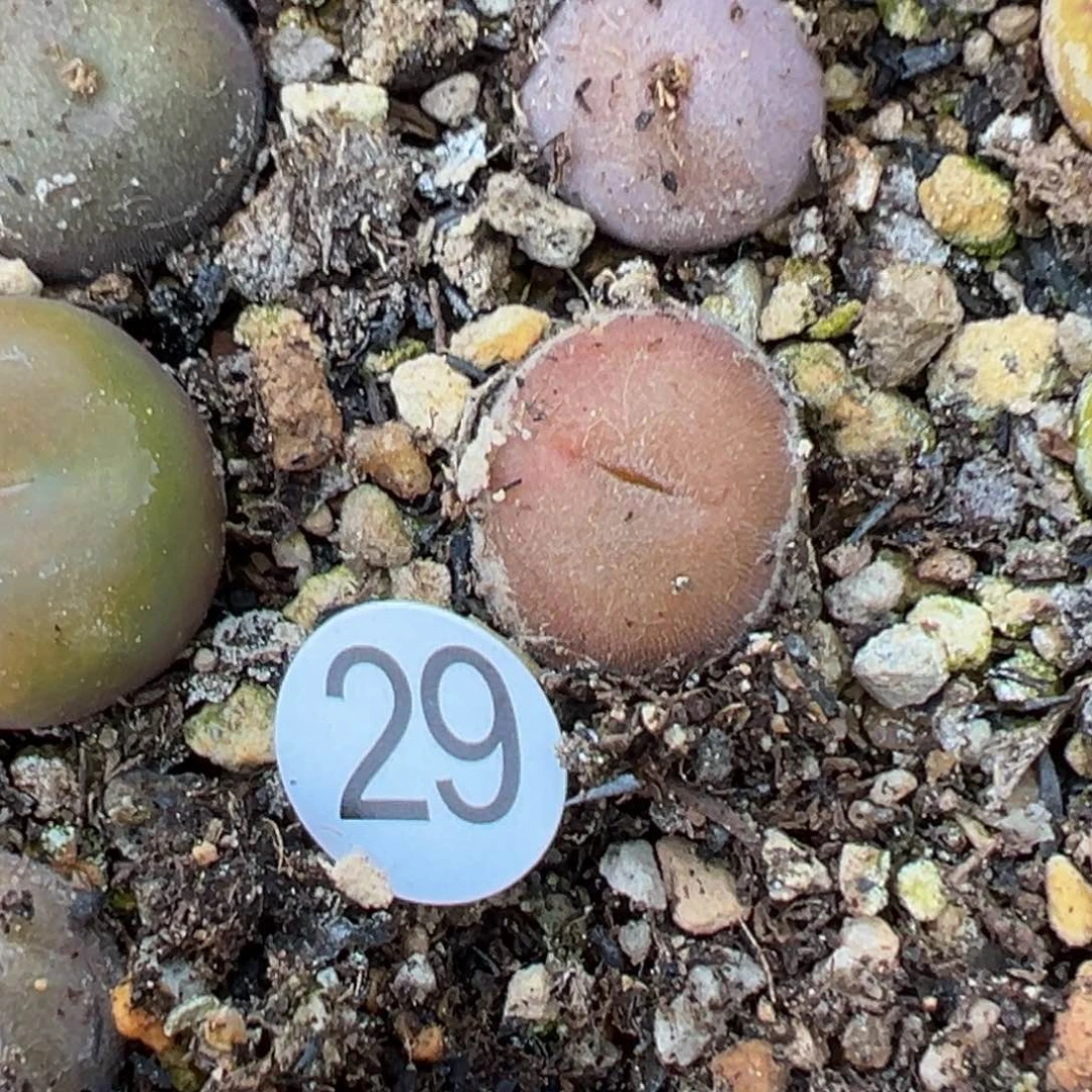 多肉植物111111111111