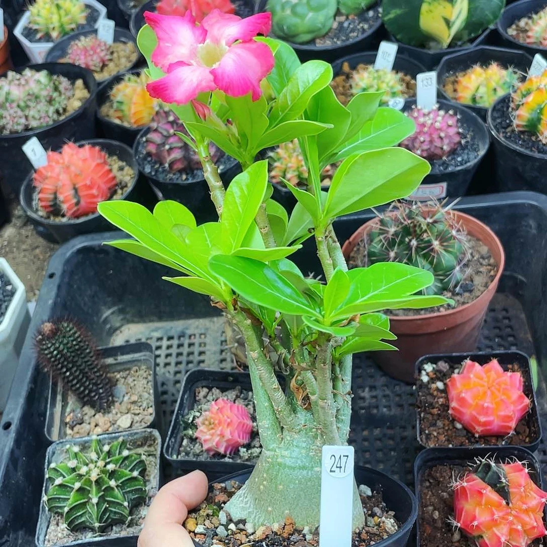 非偏远地区满25包邮仙人球