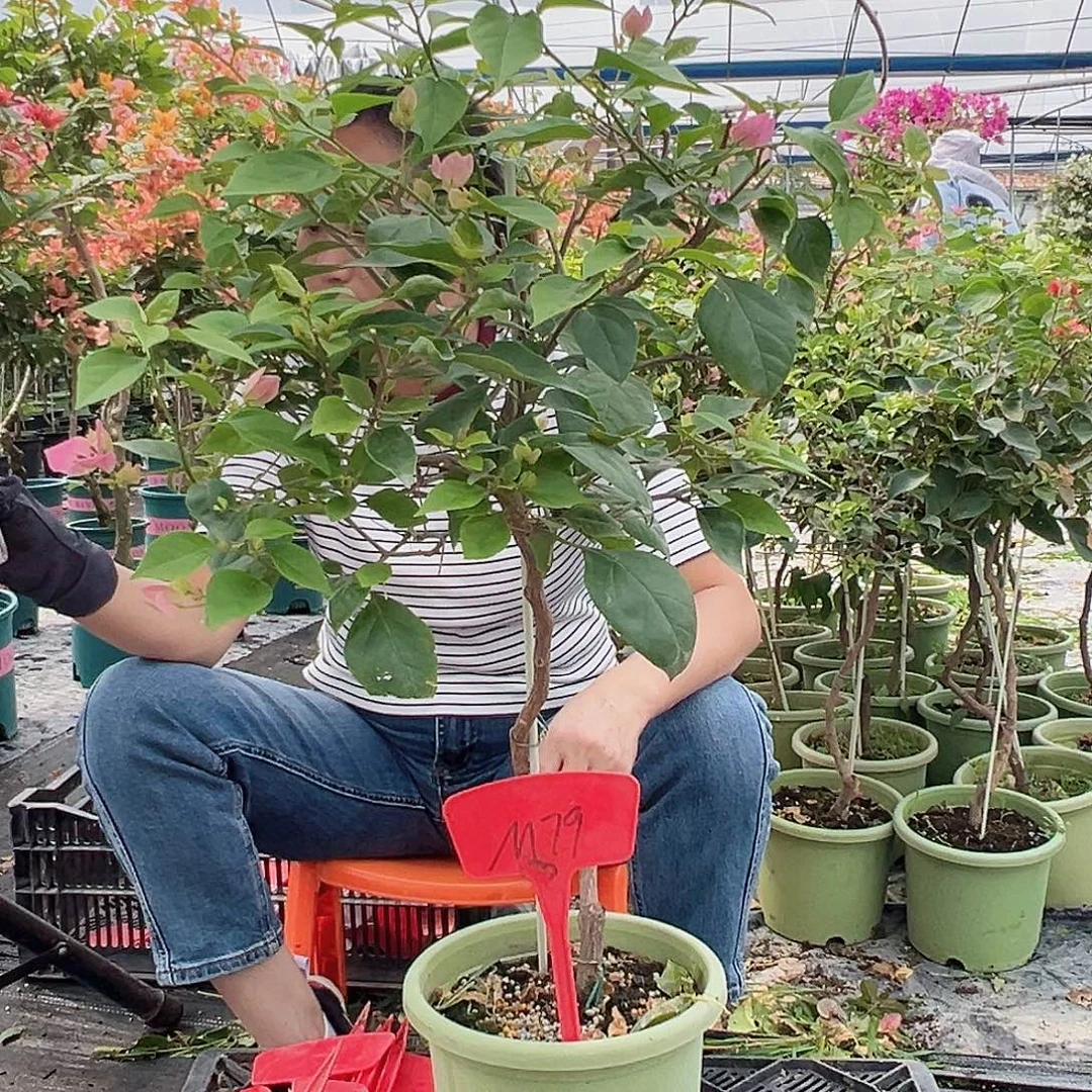 浅****大部分花苞少量开放M79章红樱