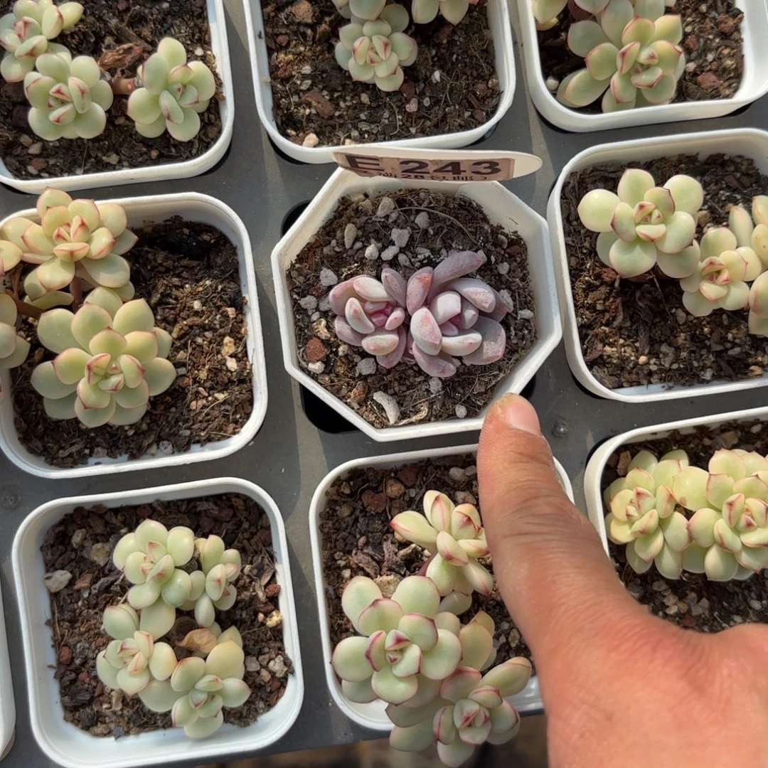 永***間E243糖心雪天使一物一拍