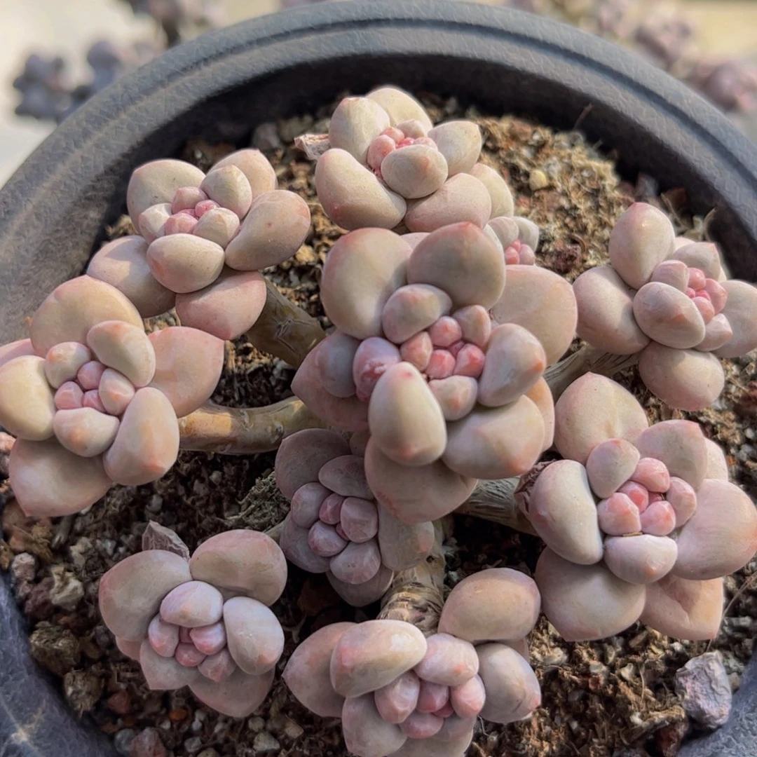 936/10cm香水多肉