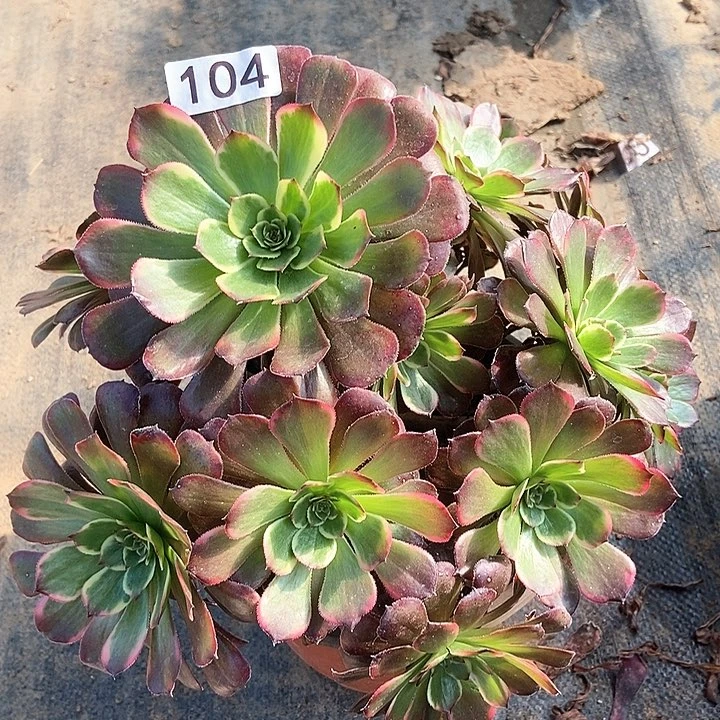 墨亚黑金刚104多肉不包断