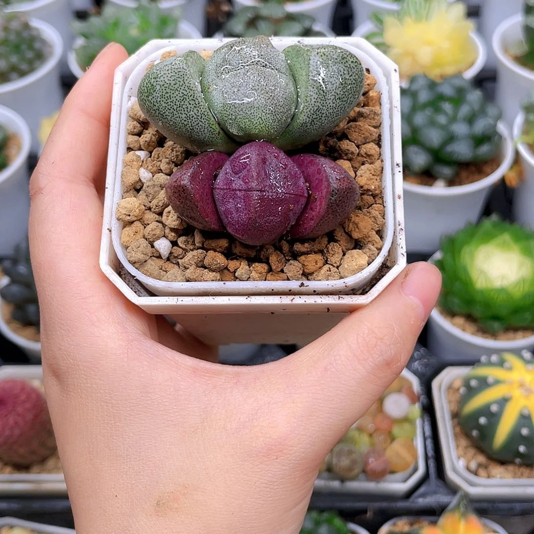 双元宝多肉，白盆