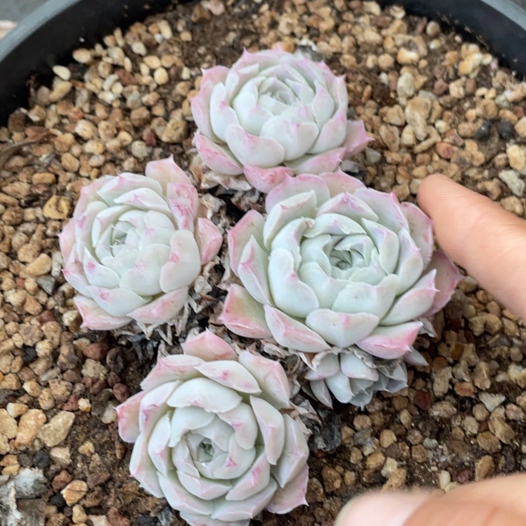 玫瑰花型月影杂趴地群生