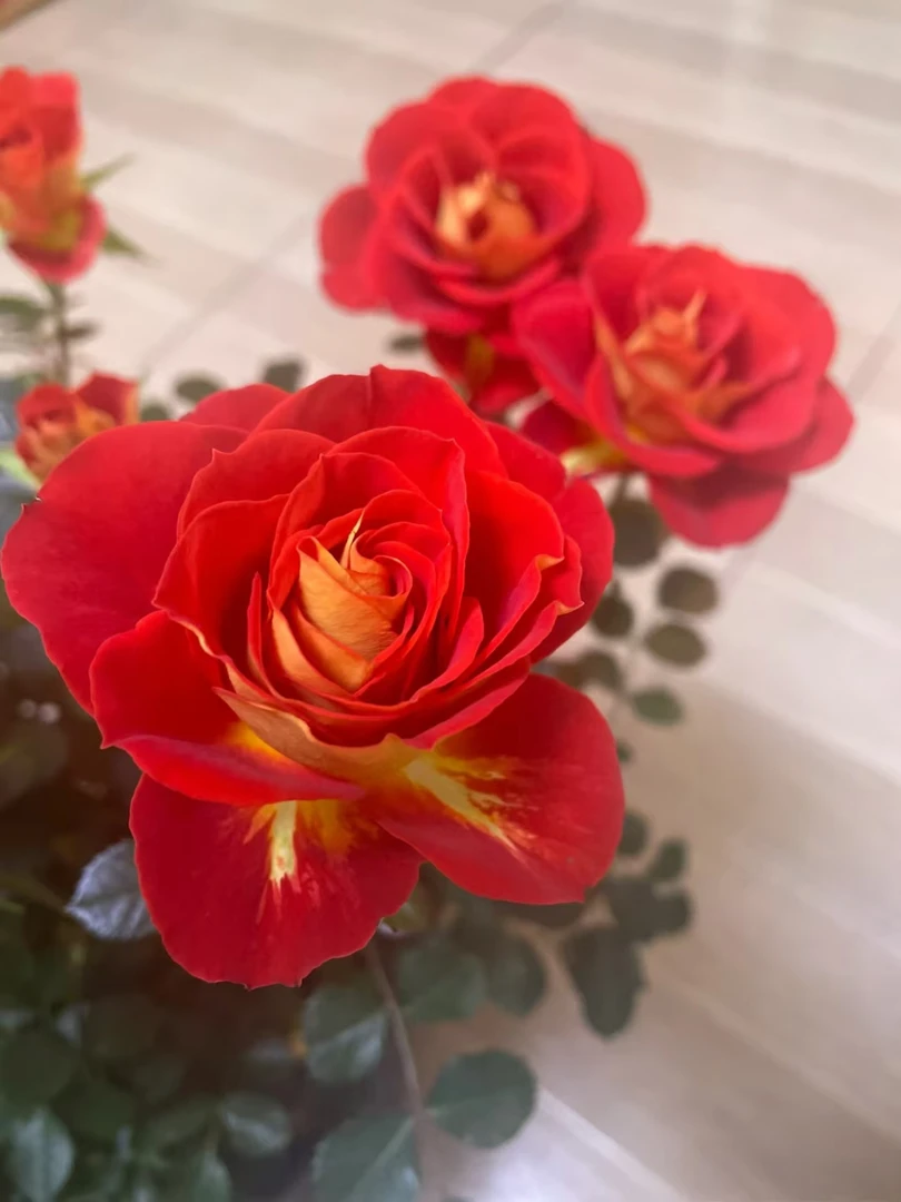 欧月双鱼座1.5加仑多年生花期长耐高温 耐低温基地直发