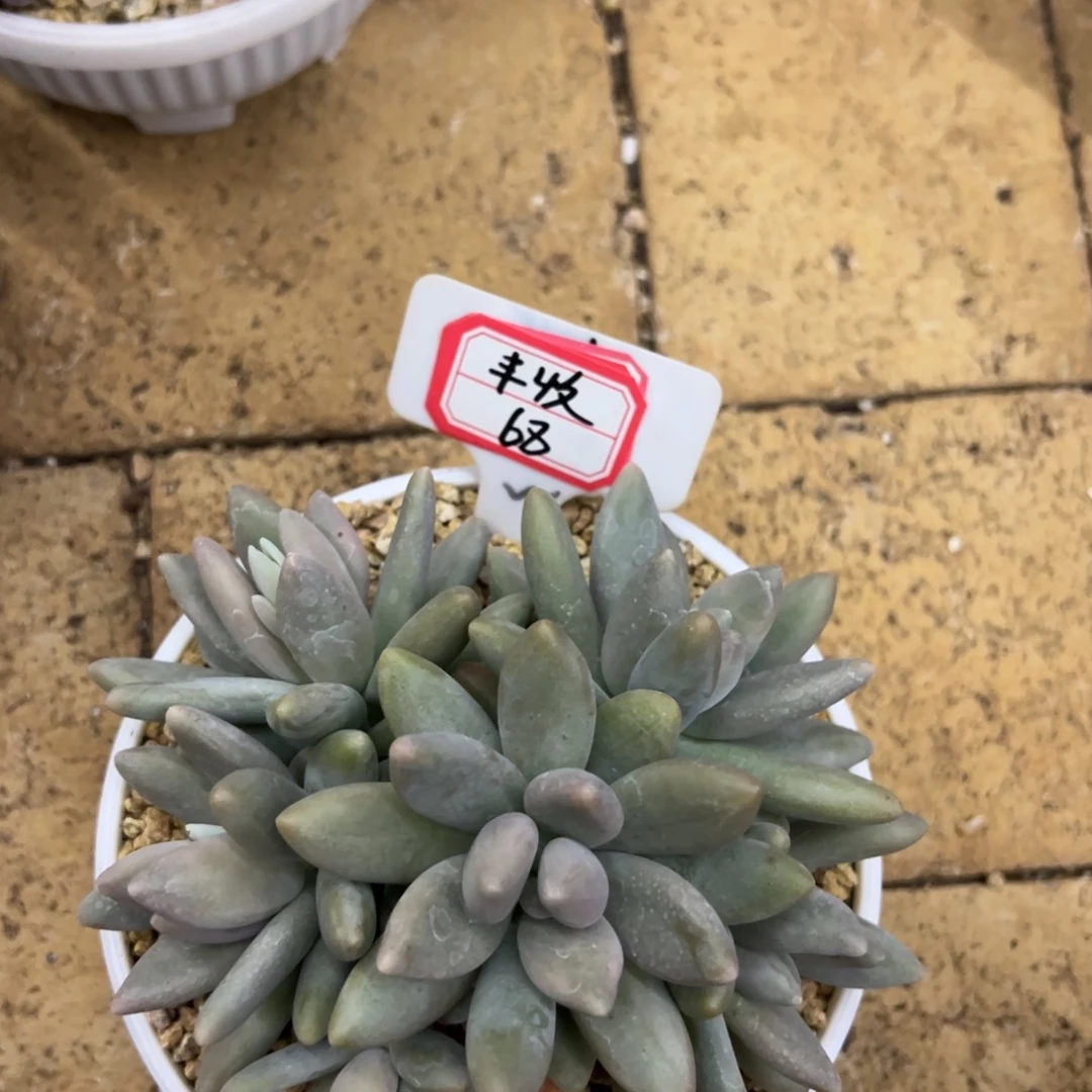 丰***收丰收。